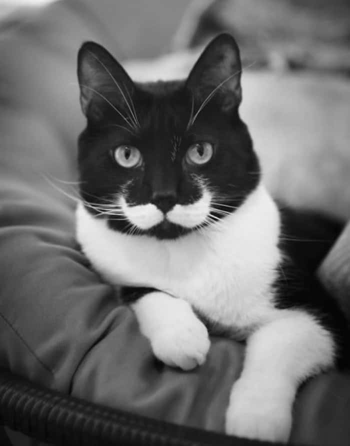 A dapper black and white tuxedo cat showing off a very symmetrical white handlebar mustache marking.