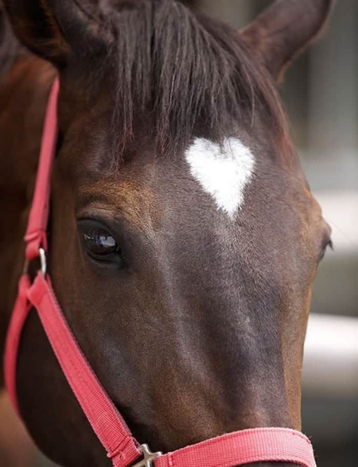 A close-up of a brown horse with a distinct white heart-shaped patch between its eyes.