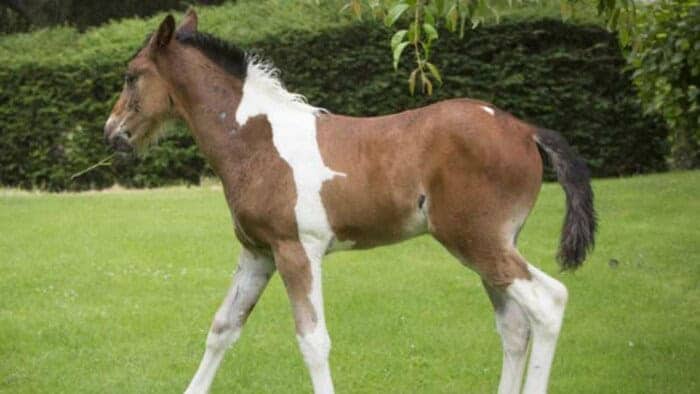 A brown and white foal walking through a field with markings that look like a galloping horse.