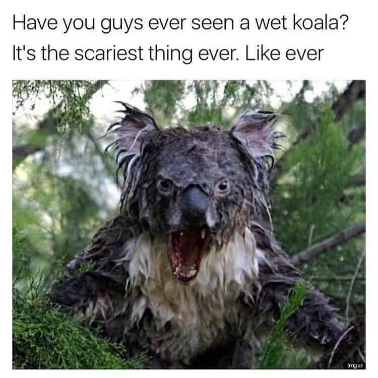 Scary wet koala meme with matted fur and mouth open in a terrifying scream.