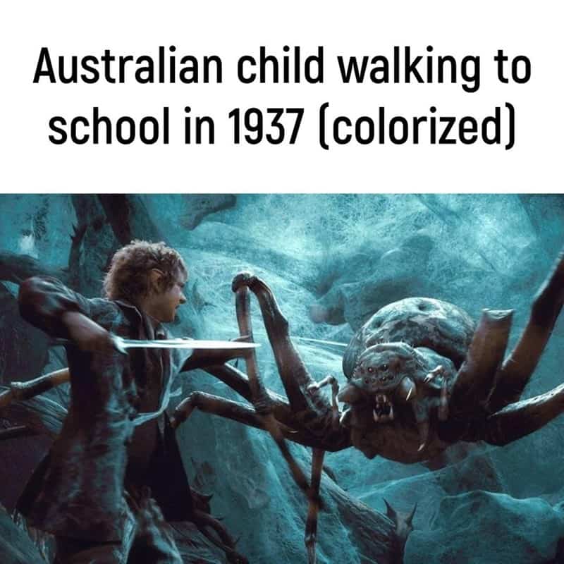 Lord of the Rings scene of Bilbo fighting a giant spider captioned as Australian school child.