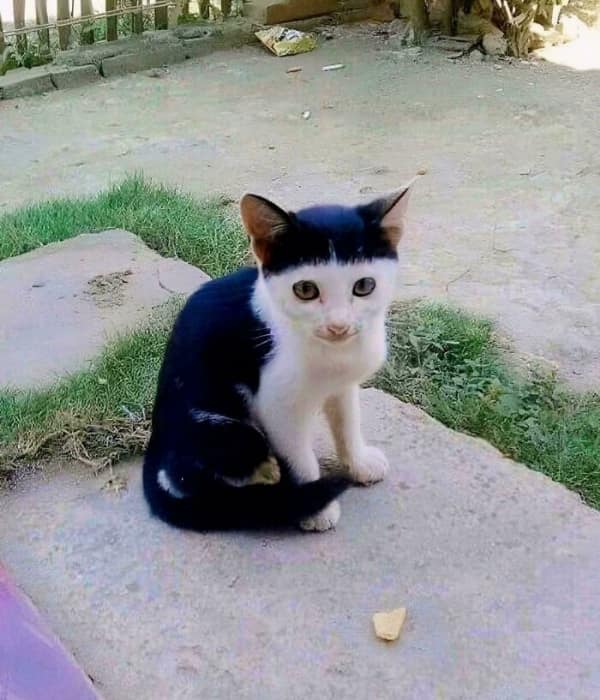 hilarious natural bad haircut on a black and white cat, featuring dark fur markings across its forehead that look exactly like a harsh, perfectly straight bowl cut or blunt bangs.