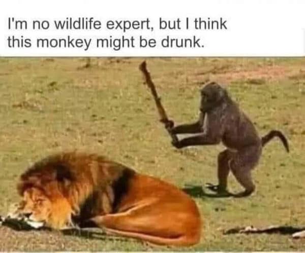 A high-tension bad idea meme featuring a baboon standing over a sleeping lion with a large wooden club raised high, captioned: "I'm no wildlife expert, but I think this monkey might be drunk."