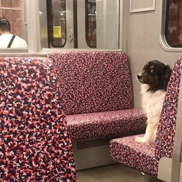 Dog sitting upright on a patterned Berlin subway seat looking alert and professional.