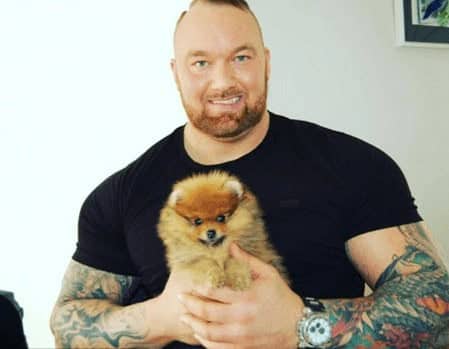 Enormous tattooed strongman holding fluffy miniature Pomeranian puppy with giant hands