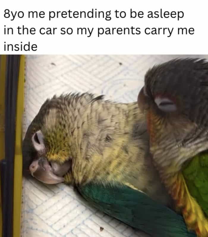 Two green birds huddled together with eyes closed representing a child pretending to sleep in a car.