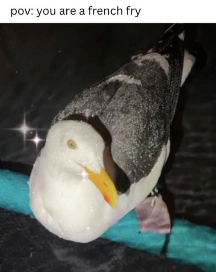 Close up view of a seagull staring intensely downward representing the point of view of a french fry.