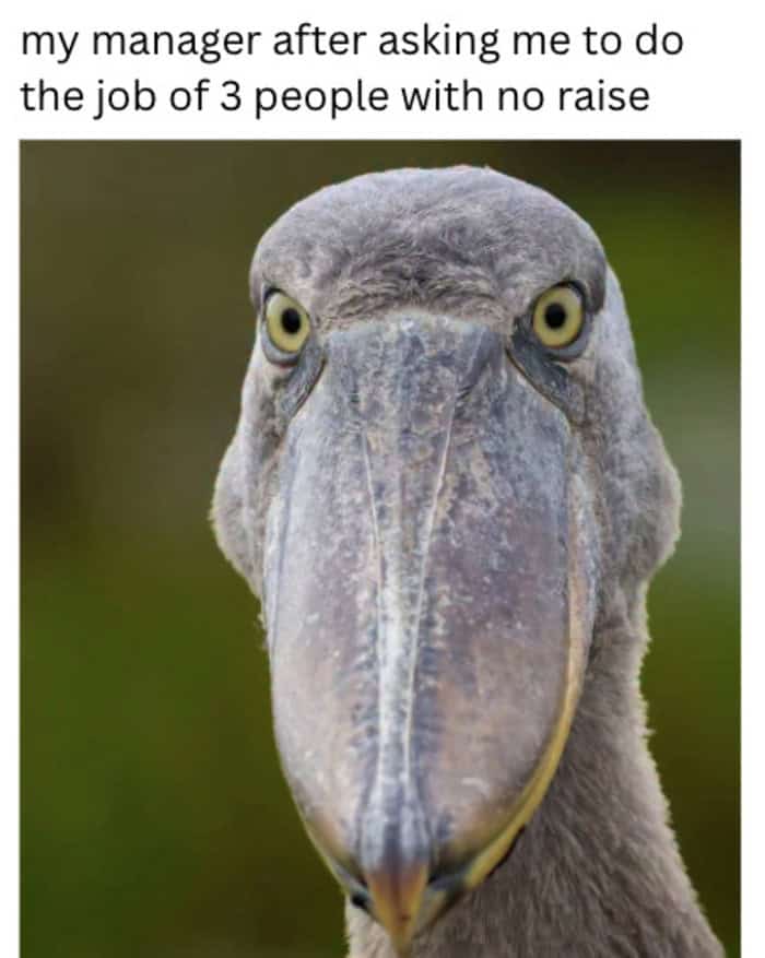 A shoebill stork staring directly into the camera with an unamused expression about doing extra unpaid work.