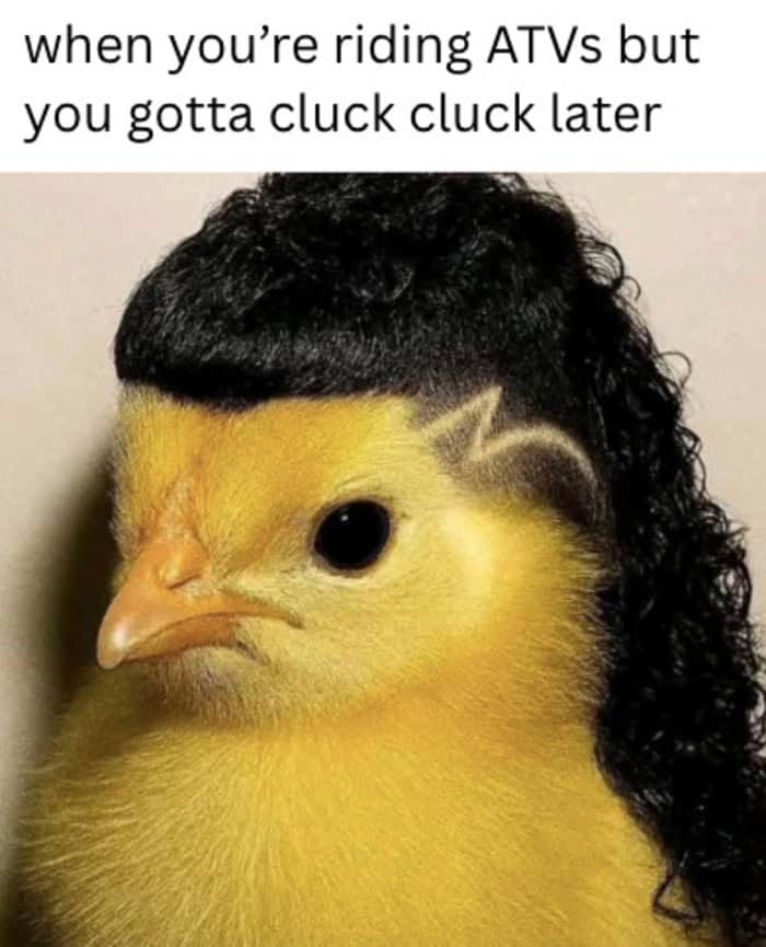 A yellow chick edited to have a black curly mullet and shaved lightning bolt design on its head.