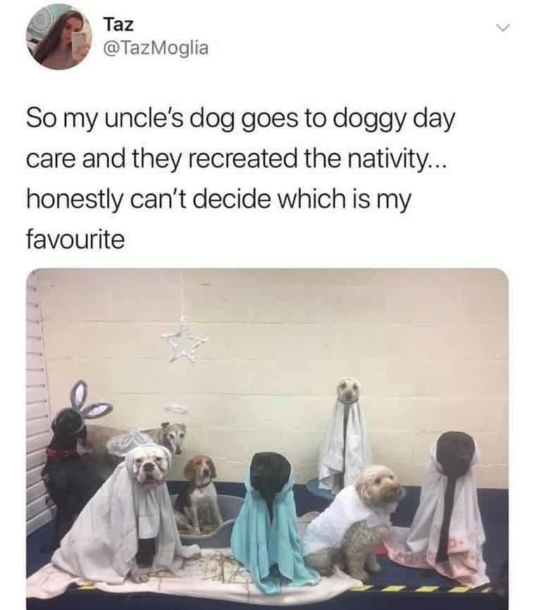 A brilliant funny british tweet from Taz (@TazMoglia) showing a "doggy day care" nativity play. A group of dogs, including a Beagle and a Greyhound, sit patiently while wearing tea towels over their heads to represent biblical figures under a cardboard star.