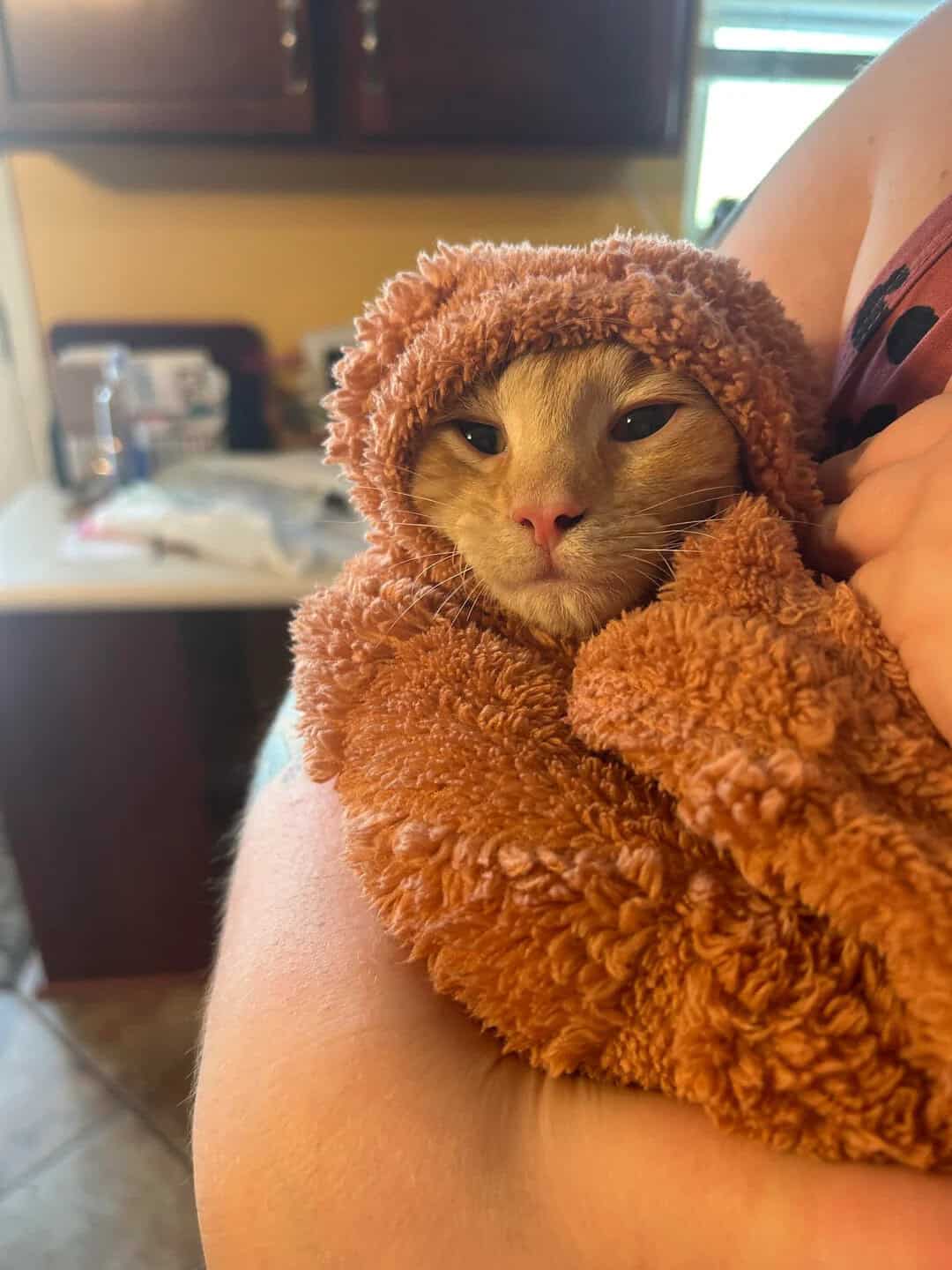 An orange tabby cat with its ears tucked back, looking extremely cozy inside a thick, rust-colored sherpa blanket held by its owner, forming a snug cat burrito among these funny cat pics.