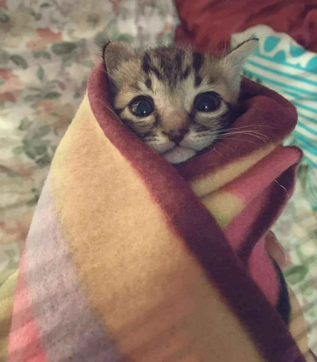 A tiny tabby kitten with giant round eyes swaddled tightly in a colorful striped fleece blanket, achieving maximum coziness as a perfect cat burrito in a sea of funny cat pics.