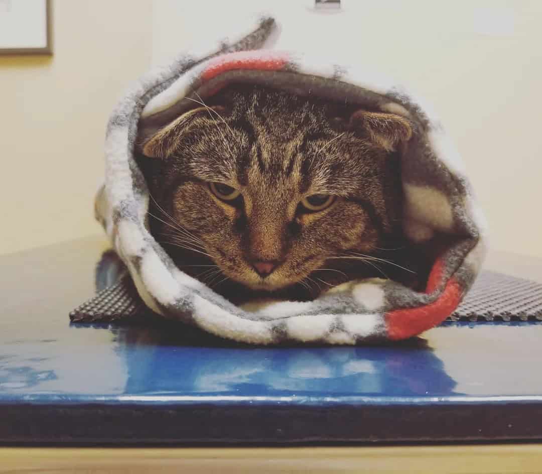 A highly unamused tabby cat wrapped in a grey and red blanket on a vet table, serving up intense grumpy energy as a captive cat burrito in this collection of funny cat pics.