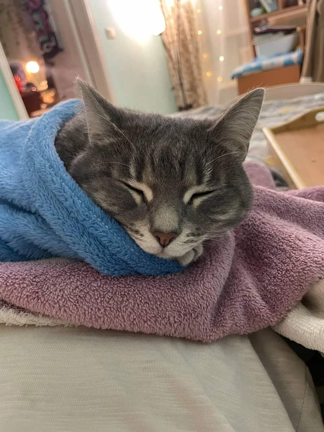 A deeply peaceful grey tabby cat sleeping heavily with its head on a pink towel while swaddled in a bright blue blanket, showcasing the ultimate relaxing cat burrito among funny cat pics.