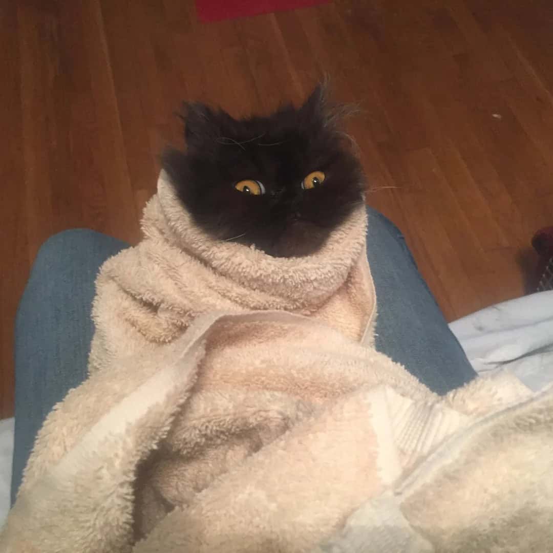 A heavily fluffy black cat with wide orange eyes looking completely startled while swaddled in a beige bath towel on someone's lap, making a hilarious wide-eyed cat burrito for the funny cat pics archive.