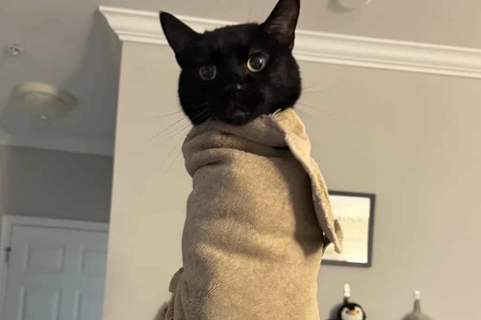 A complete dump of a cat burrito that perfectly captures wholesome internet joy, including a white cat wrapped in a literal tortilla-print blanket, alongside an entire litter of six kittens swaddled in colorful towels, and a hilarious black cat held vertically like a tiny fuzzy pillar.