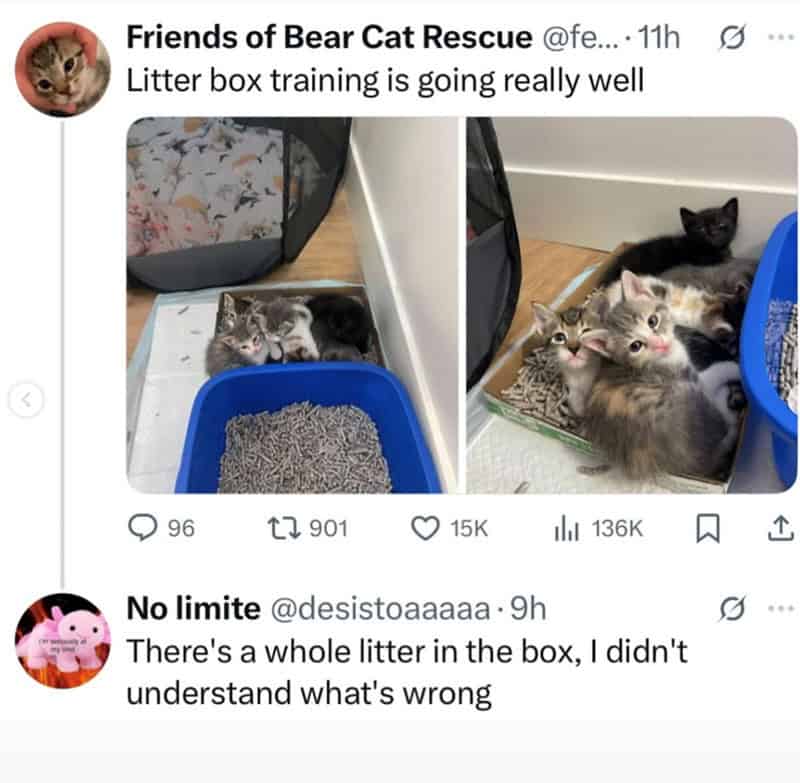 A two-panel cat meme showcasing a literal "litter in the box" situation. A cluster of tiny kittens is seen sleeping soundly inside a small cardboard box placed directly next to their actual blue plastic litter tray, perfectly demonstrating the feline's natural resistance to human logic.