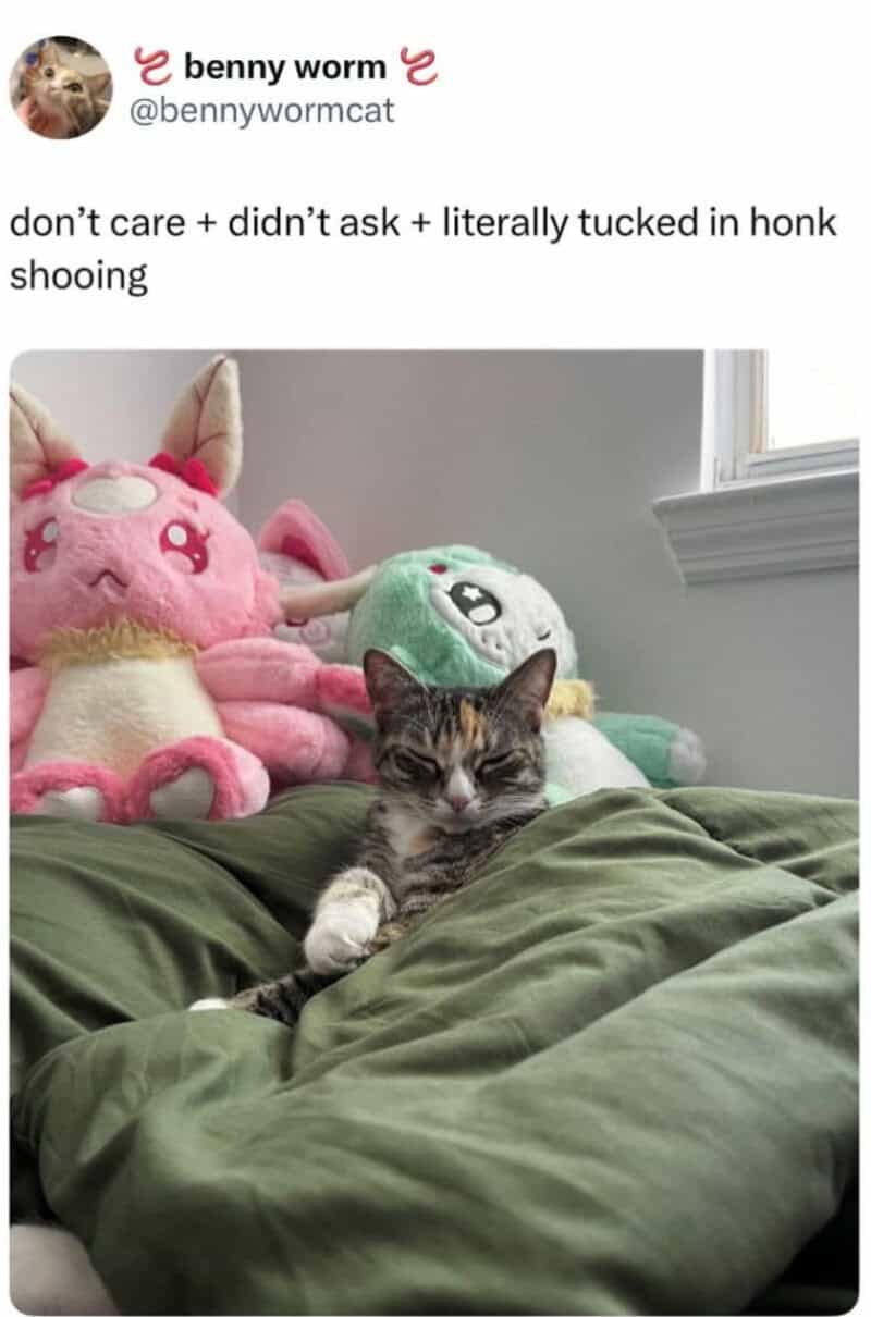cat meme of a tabby cat looking sleepy while tucked under a thick green duvet next to oversized pink and green plushies. The caption utilizes trending internet slang to dismiss all outside concerns: "don't care + didn't ask + literally tucked in honk shooing."