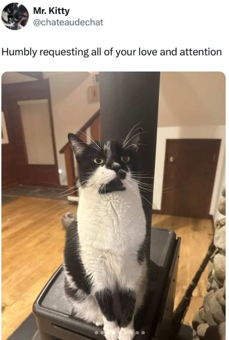 A formal cat meme showing a black and white cat sitting perfectly upright and expectant on top of a black wood-burning stove. The tweet from "Mr. Kitty" reads: "Humbly requesting all of your love and attention."