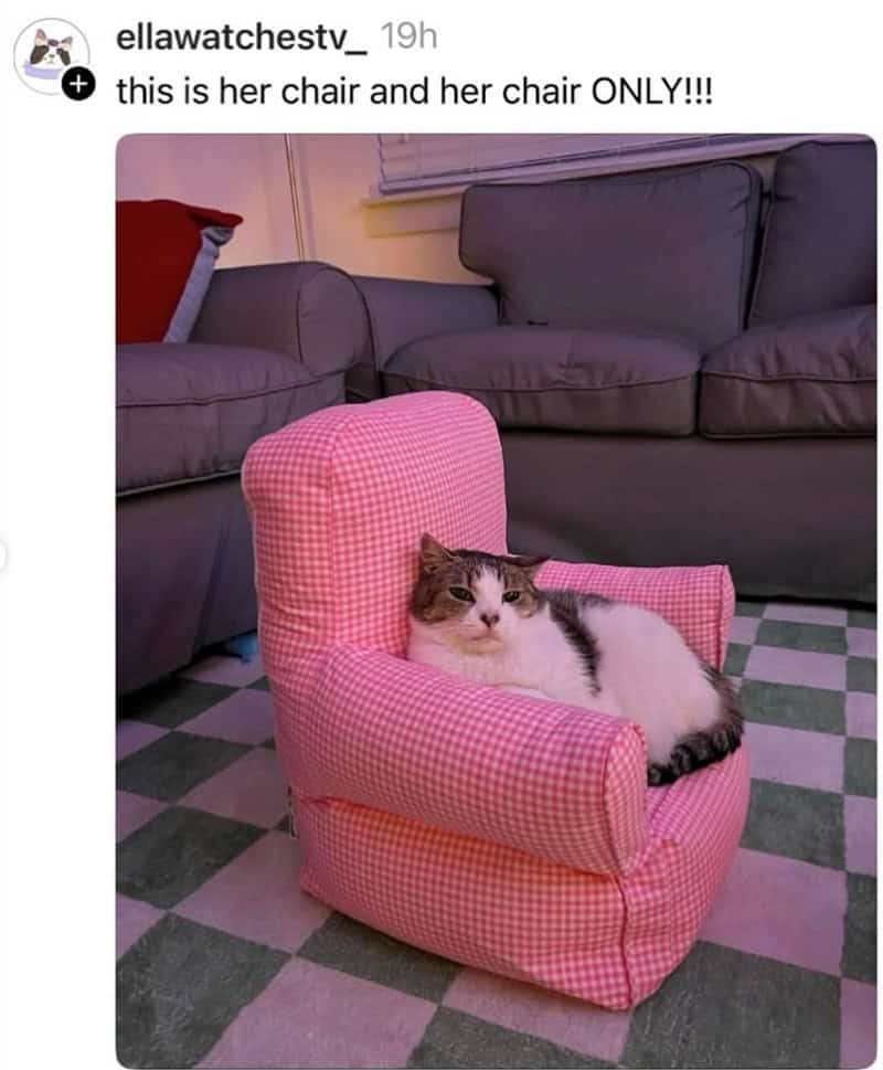 cat meme highlighting territory ownership. A white and brown cat sits with a serious, judgmental face inside a miniature pink-and-white checkered armchair, with the caption: "this is her chair and her chair ONLY!!!"
