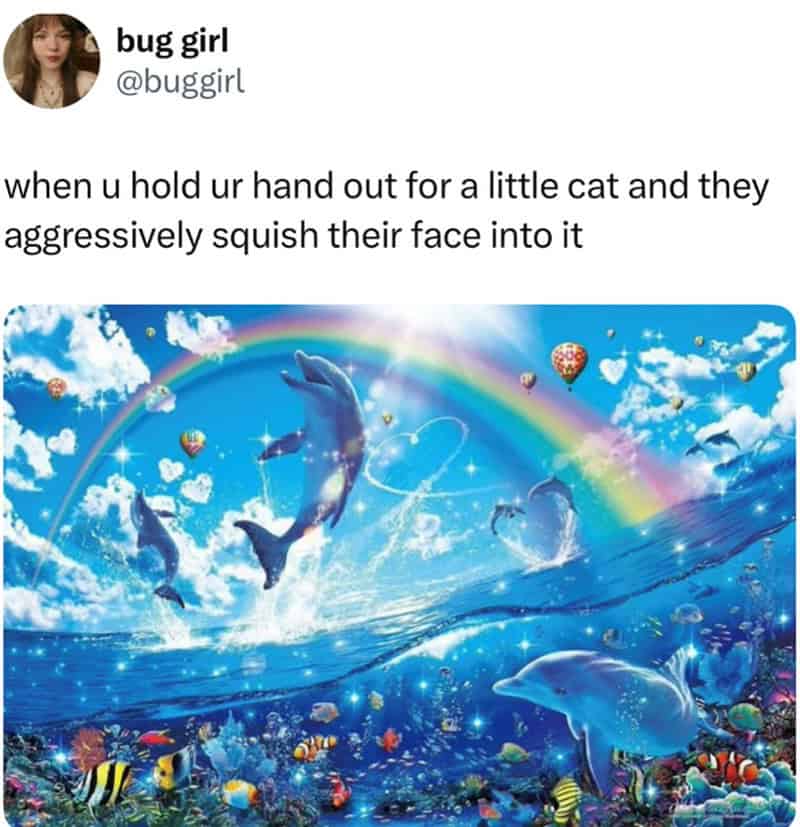 surreal cat meme featuring a hyper-vibrant, 90s-style illustration of dolphins jumping through rainbows and hearts over a sparkly ocean. The text explains this is the exact feeling "when u hold ur hand out for a little cat and they aggressively squish their face into it."
