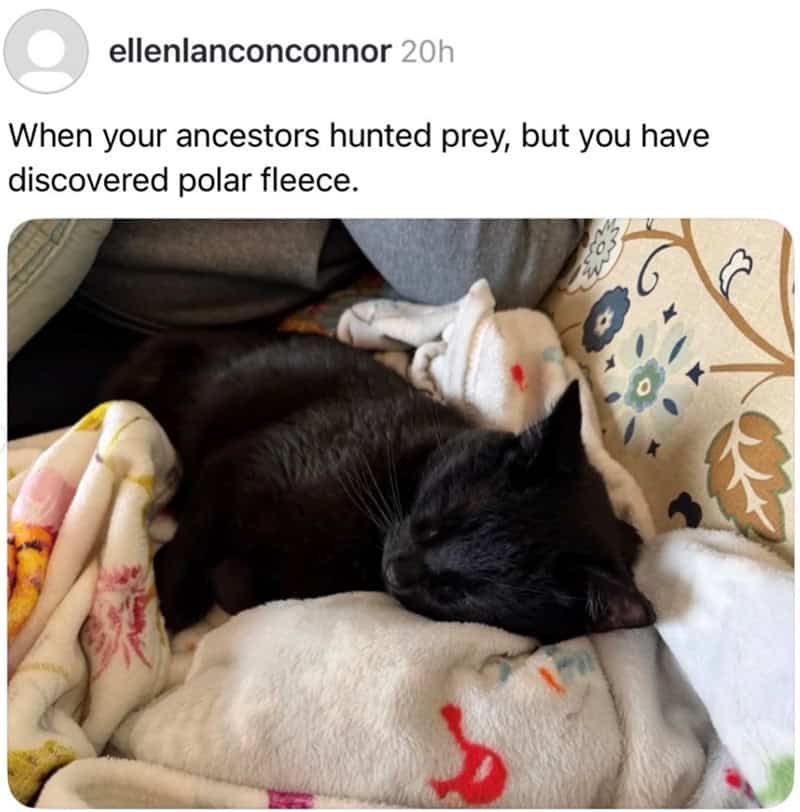 A cozy cat meme showing a sleek black cat deeply asleep, nestled into a pile of soft, patterned blankets. The text humorously contrasts the cat's wild heritage with its domestic luxury: "When your ancestors hunted prey, but you have discovered polar fleece."