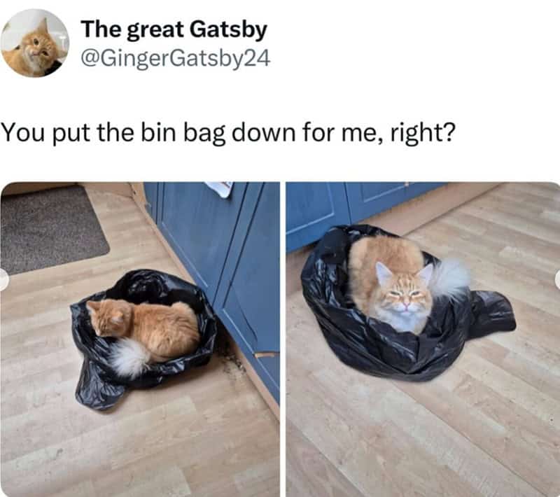 two-panel cat meme showcasing a fluffy orange cat that has claimed a black plastic trash bag on a wooden floor as its new throne. The cat looks at the camera with an expression of pure entitlement, captioned: "You put the bin bag down for me, right?"