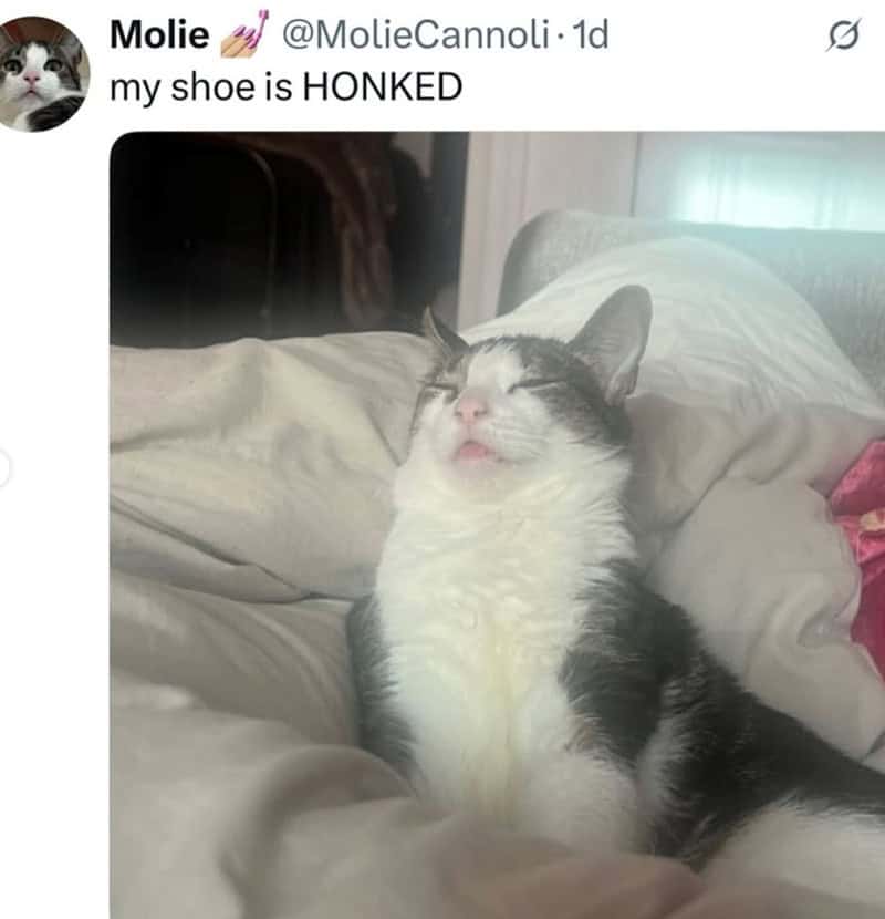 A hilarious cat meme of a grey-and-white cat completely passed out on its back among white bedding. With its eyes squeezed shut and its mouth slightly open in a deep sleep, the image is captioned: "my shoe is HONKED."