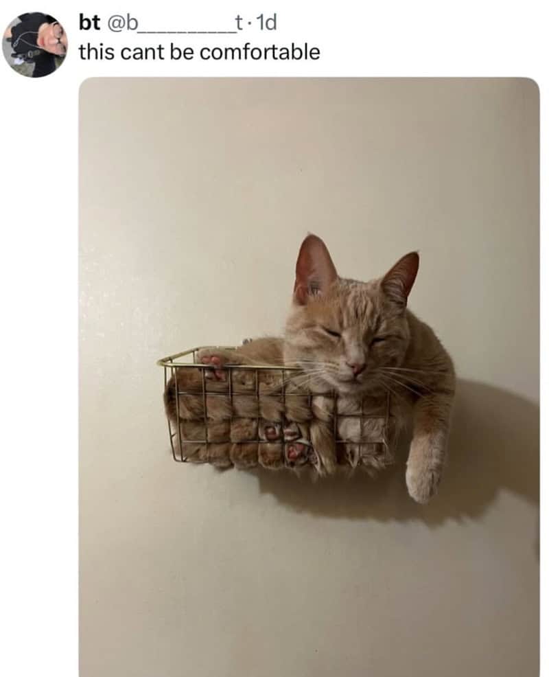 funny cat meme featuring a ginger tabby that has managed to squeeze its entire body into a small, gold-wire wall basket. Its fur is bulging out through the gaps in the wire, prompting the skeptical caption: "this cant be comfortable."