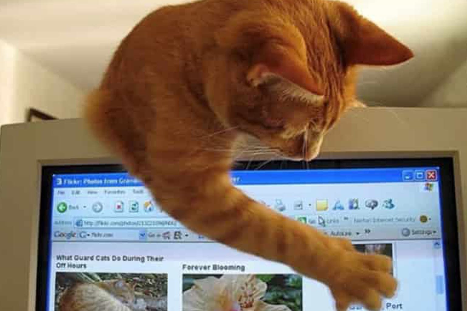 A gallery of funny cat memes featuring a ginger tabby serving as a "humble ad blocker" by physically covering a computer screen with its paw, a tuxedo cat experiencing an existential crisis under the caption "unfocused and out of my lane," and a Wikipedia entry for the million-year "Cat gap" reimagined as one massive, ancient "big stretch."