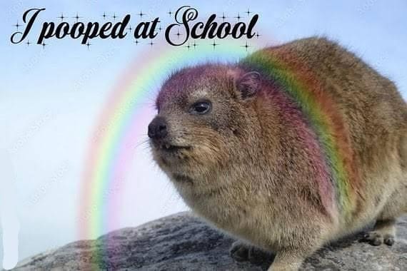 A surreal and absurdist old meme featuring a fluffy hyrax perched on a rock under a sparkling rainbow, accompanied by the proud, glittery caption: "I pooped at School."