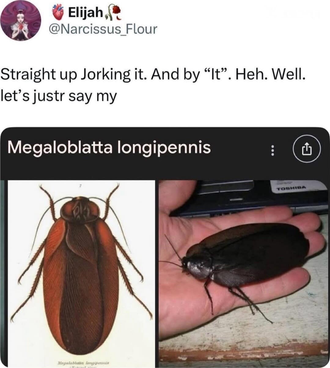 cursed classic meme showcasing the very real scientific name for a giant cockroach, "Megaloblatta longipennis," paired with a hilarious caption about "straight up jorking it" in this collection of old memes.