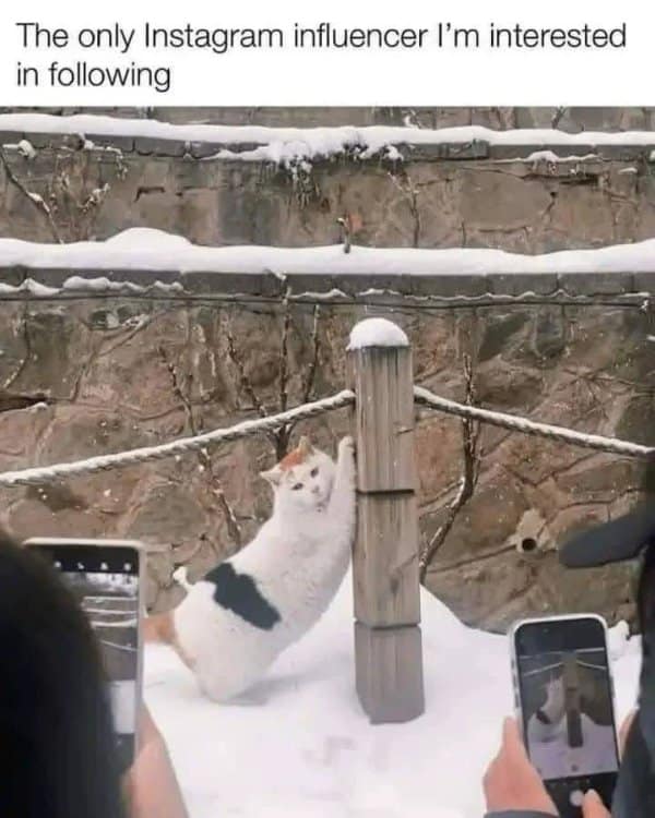 A chunky white cat posing majestically against a wooden post in the snow while tourists snap photos becomes the internet's favorite "influencer" in this wholesome old meme.