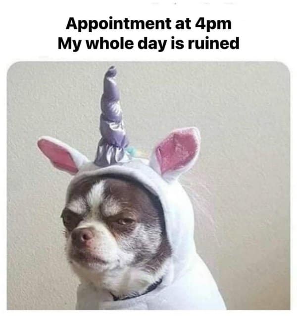 relatable classic meme featuring a grumpy, unamused Chihuahua wearing a white unicorn hoodie. The text above perfectly describes the weight of a late-day task: "Appointment at 4pm My whole day is ruined."