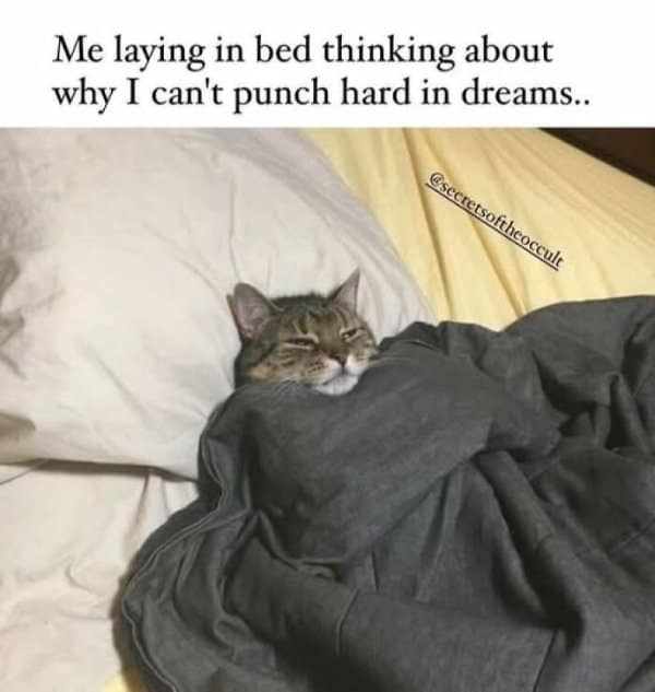 classic meme showing a cozy cat completely tucked into bed but staring wide awake at the ceiling, paralyzed by the late-night thought of why we can never throw a hard punch in our dreams.