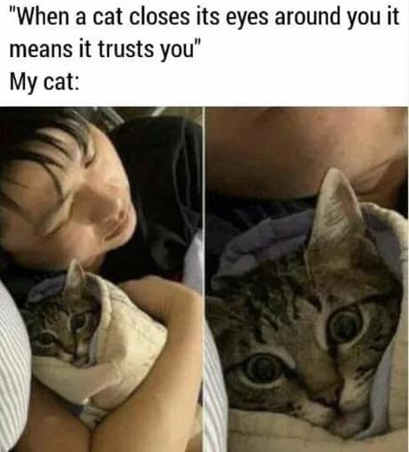 A two-panel classic meme that debunks the idea that cats close their eyes when they trust you, showing a cat with massive, terrified wide-open eyes while being hugged by its owner.