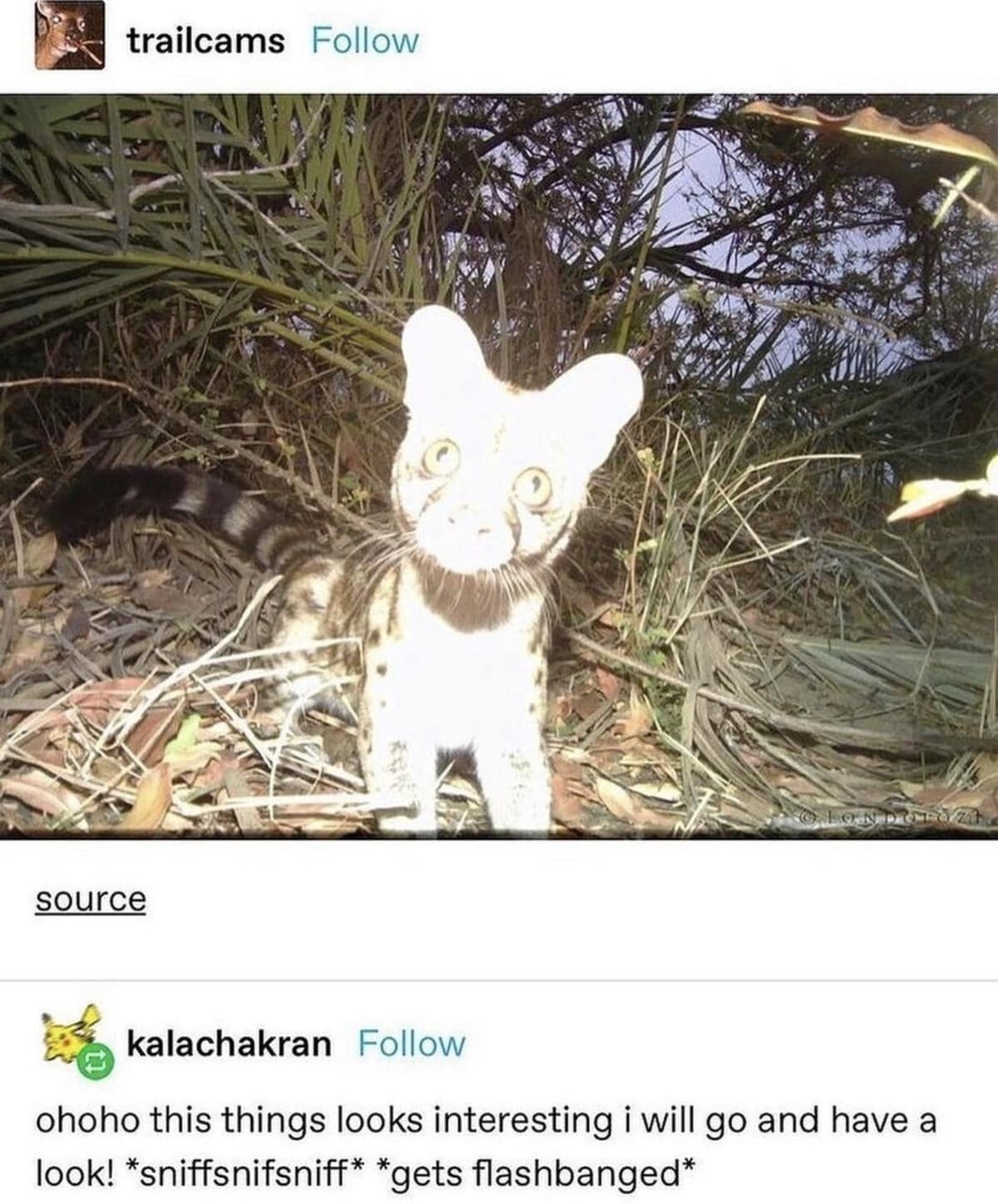 Trail camera photo of a wild cat getting completely blinded by the camera flash while just trying to playfully sniff something. Hilarious animal classic memes.