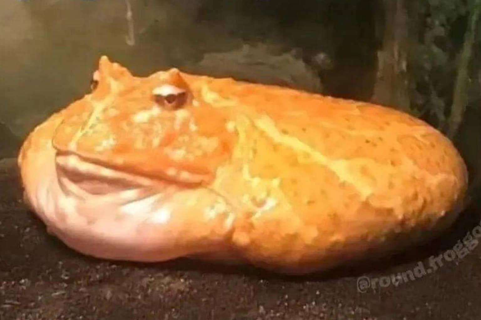 A classic memes dump featuring the "Local Police Bust A Nut" news blunder, the "Rizzler" emoji haunting a corporate Microsoft Teams account, and the satirical headline regarding a "woman-buffalo romance."