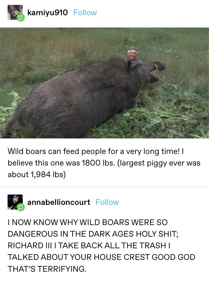 A historical classic meme in a Tumblr thread showing a massive wild boar that outweighs the hunter behind it. The comments reflect on how terrifying boars were in the Dark Ages and apologize to King Richard III for mocking his house crest.