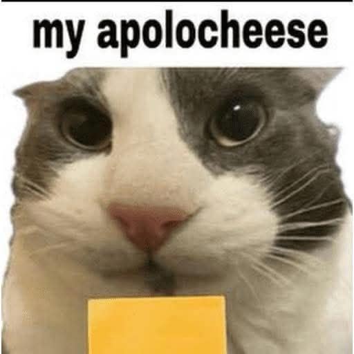 wholesome pun classic meme featuring a close-up, fish-eye-lens photo of a grey and white cat. A single small square of yellow American cheese is held up to the cat’s chin, accompanied by the text: "my apolocheese."