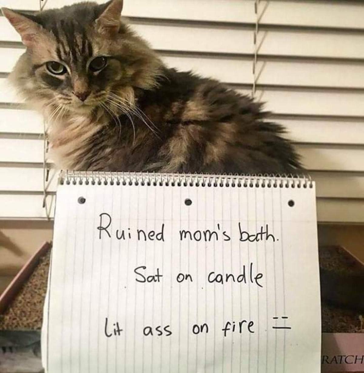 A viral "cat shaming" photo of a fluffy long-haired cat sitting next to a handwritten sign that confesses it ruined its owner's bath by sitting on a candle and lighting its own backside on fire.