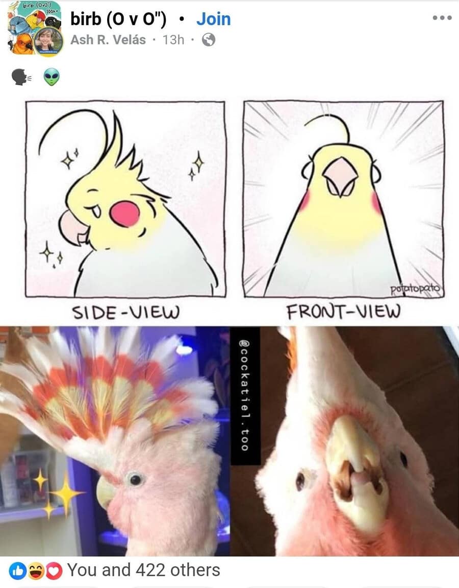 funny classic meme illustrating the "Side-view vs. Front-view" of a cockatiel. While the side profile is majestic, the front view reveals a wide-eyed, triangular alien-like face, shown in both an illustration and a real photo.