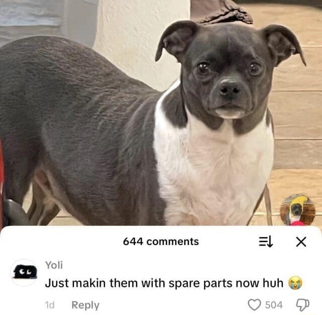 A bug-eyed dog with a coat that looks like a patchwork quilt inspires a funny comment about being made from "spare parts," a visual that has become a bit of a classic meme.