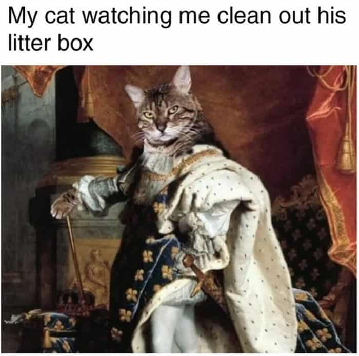 A regal classical art meme featuring a tabby cat's head photoshopped onto a grand 18th-century portrait of a monarch in ornate robes. The caption perfectly captures the feline superiority complex: "My cat watching me clean out his litter box."