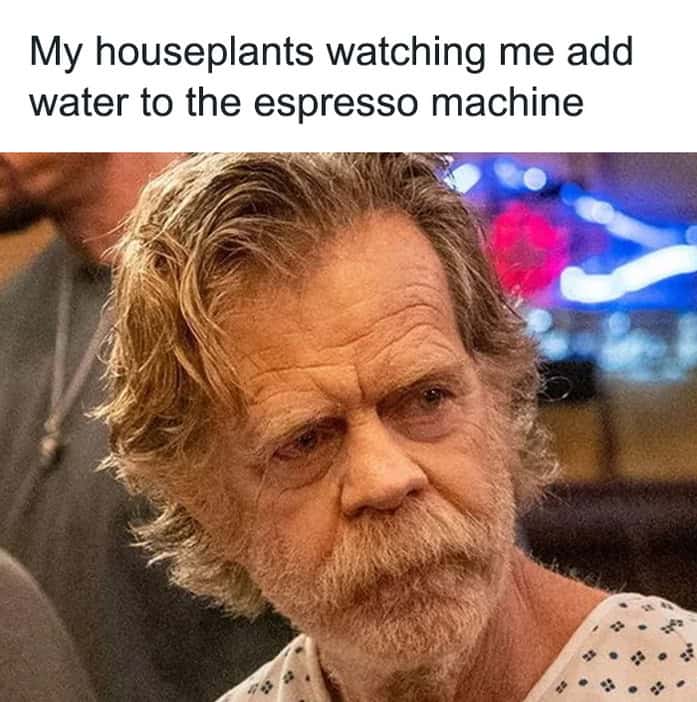 Frank Gallagher from Shameless looking disheveled as a representation of neglected houseplants watching coffee being made.