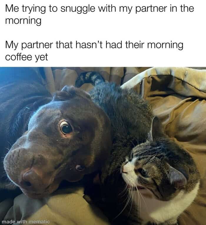 Dog trying to snuggle a grumpy cat that has not had its morning coffee yet.