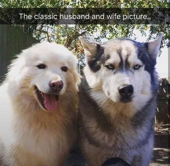 Side-by-side dogs representing a happy husband and a very unamused, judgmental-looking wife.