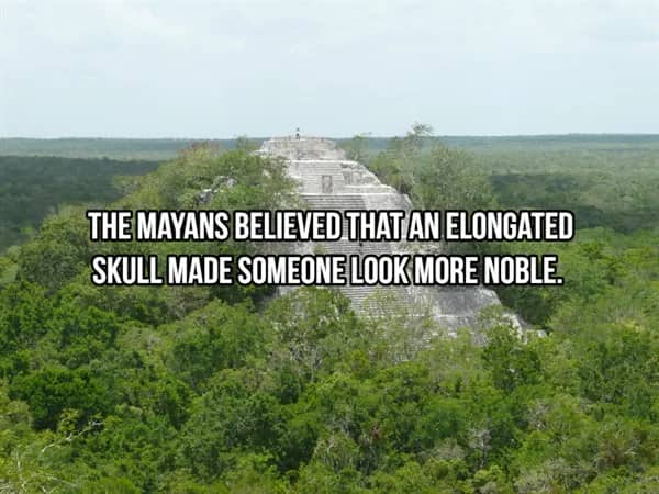 Ancient pyramid peaking through dense jungle canopy representing the Mayan belief in noble elongated skull shapes.