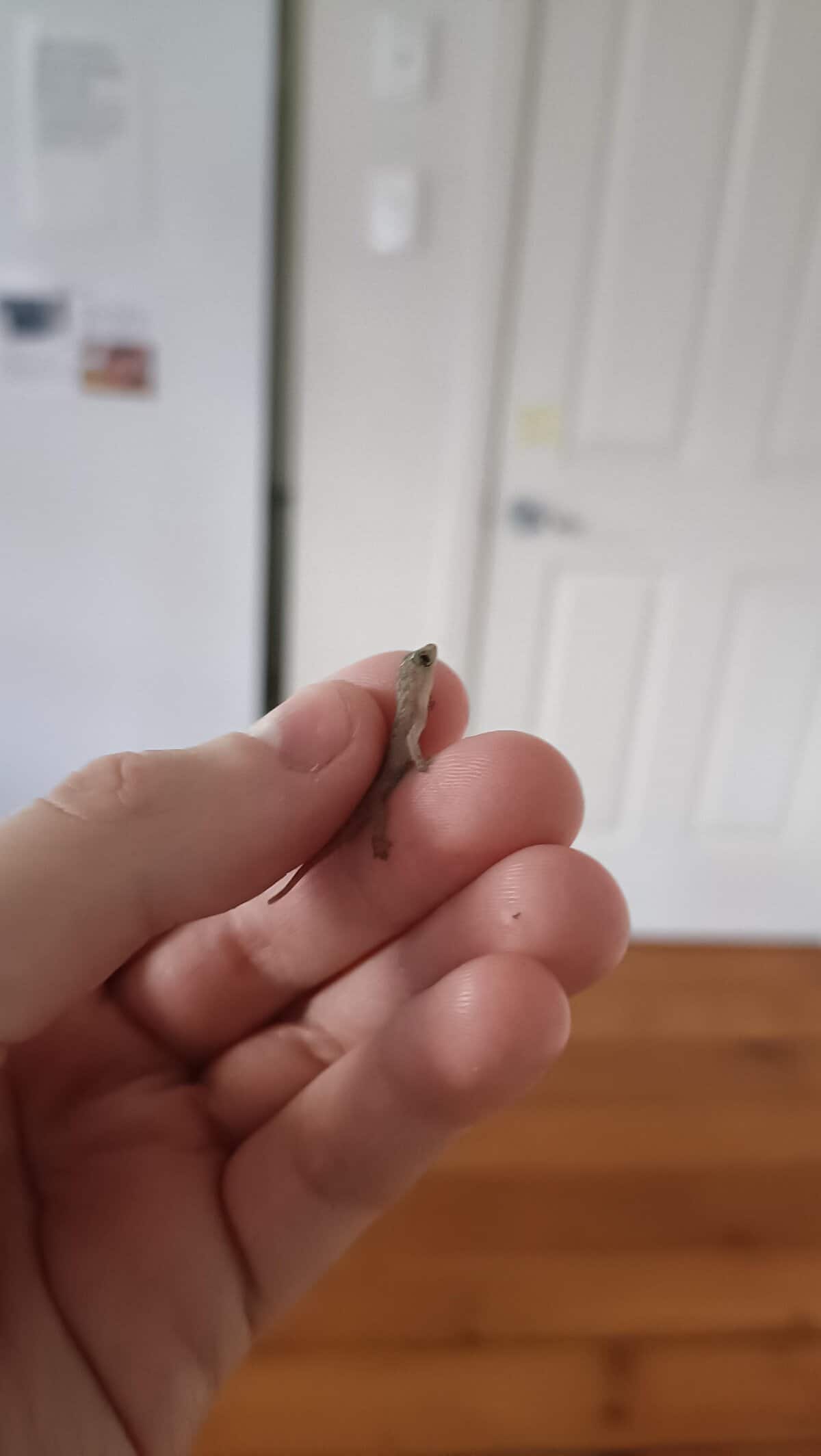 This cute tiny animal is an extremely slender, small lizard being held gently between fingers, showcasing just how fragile and small tiny animals in the wild can be