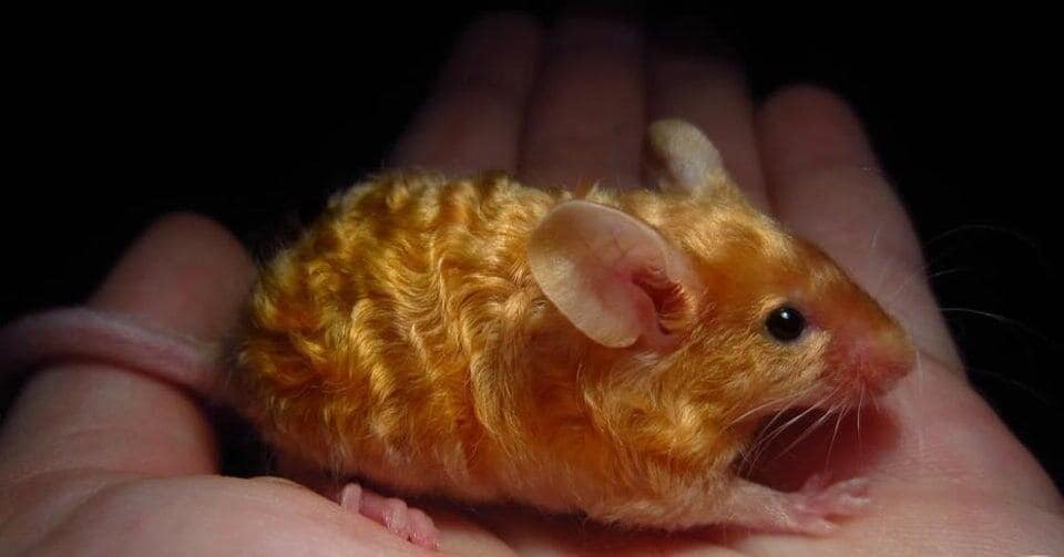 This cute tiny animal is a unique orange mouse with rare curly fur, looking like a little golden nugget as it rests calmly in the center of a hand.